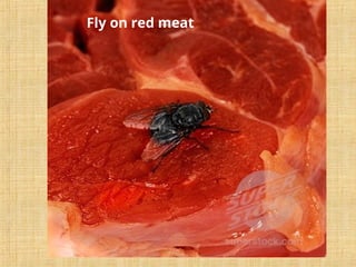 Fly on red meat
 