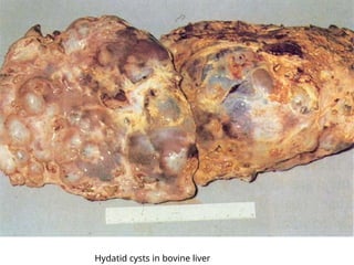 Hydatid cysts in bovine liver
 