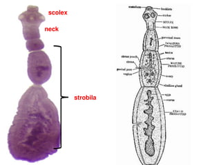 scolex
neck
strobila
 