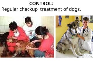 CONTROL:
Regular checkup treatment of dogs.
 