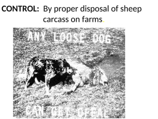 CONTROL: By proper disposal of sheep
carcass on farms.
 