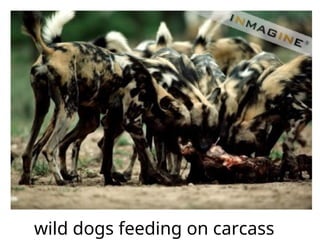 wild dogs feeding on carcass
 