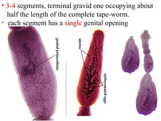 • 3-4 segments, terminal gravid one occupying about
half the length of the complete tape-worm.
• each segment has a single genital opening
 