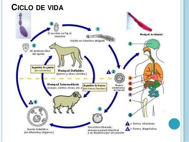 Как человек может заразиться эхинококком. Цикл развития эхинококка схема. Биологический цикл эхинококка. Жизненный цикл эхинококка схема. Цикл развития эхинококка биология.