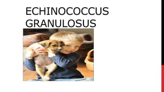 ECHINOCOCCUS
GRANULOSUS
 