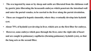 • The ova ingested by man or by sheep and cattle are liberated from the chitinous wall
by gastric juice liberating the hexacanth embryos which penetrate the intestinal wall
and enter the portal venules, to be carried to the liver along the portal circulation.
• These are trapped in hepatic sinusoids, where they eventually develop into hydatid
cyst.
• About 75% of hydatid cyst develop in liver, which acts as the first filter for embryo.
• However, some embryo which pass through the liver, enter the right side of heart
and are caught in pulmonary capillaries (forming pulmonary hydatid cysts), so that
the lung acts as the second filter.
 