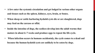 • A few enter the systemic circulation and get lodged in various other organs
and tissues such as the spleen, kidneys, eyes, brain, or bones.
• When sheep or cattle harboring hydatid cysts die or are slaughtered, dogs
may feed on the carcass or offal.
• Inside the intestine of dogs, the scolices develop into the adult worms that
mature in about 6–7 weeks and produce eggs to repeat the life cycle.
• When infection occurs in humans accidentaly, the cycle comes to a dead end
because the human hydatid cysts are unlikely to be eaten by dogs.
 