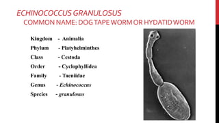 ECHINOCOCCUSGRANULOSUS
COMMON NAME: DOGTAPEWORMOR HYDATIDWORM
Kingdom - Animalia
Phylum - Platyhelminthes
Class - Cestoda
Order - Cyclophyllidea
Family - Taeniidae
Genus - Echinococcus
Species - granulosus
 