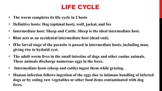 LIFE CYCLE
• The worm completes its life cycle in 2 hosts
• Definitive hosts: Dog (optimal host), wolf, jackal, and fox
• Intermediate host: Sheep and Cattle. Sheep is the ideal intermediate host.
• €Man acts as an accidental intermediate host (dead end).
• €The larval stage of the parasite is passed in intermediate hosts, including man,
giving rise to hydatid cyst.
• The adult worm lives in the small intestine of dogs and other canine animals.
These animals discharge numerous eggs in the feces.
• Intermediate hosts (sheep and cattle) ingest them while grazing.
• Human infection follows ingestion of the eggs due to intimate handling of infected
dogs or by eating raw vegetables or other food items contaminated with dog
feces.
 