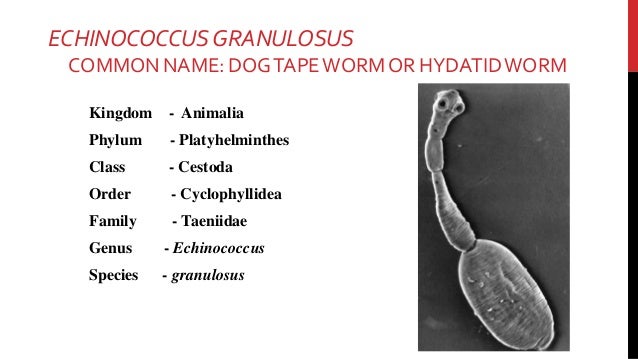 parts intestine of Echinococcus granulosus parts intestine of Echinococcus granulosus
