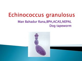 Man Bahadur Rana,BPH,ACAS,NEPAL
Dog tapeworm
 