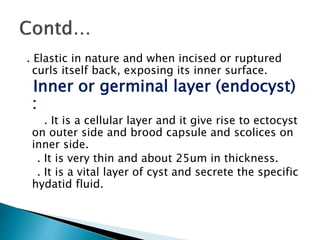 . Elastic in nature and when incised or ruptured
curls itself back, exposing its inner surface.
Inner or germinal layer (endocyst)
:
. It is a cellular layer and it give rise to ectocyst
on outer side and brood capsule and scolices on
inner side.
. It is very thin and about 25um in thickness.
. It is a vital layer of cyst and secrete the specific
hydatid fluid.
 