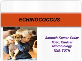 ECHINOCOCCUS
Santosh Kumar Yadav
M.Sc. Clinical
Microbiology
IOM, TUTH
 