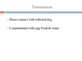 Transmission
 Direct contact with infected dog
 Contaminated with egg Food & water
 