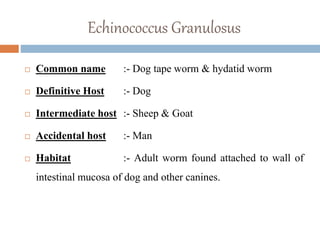 Echinococcus Granulosus
 Common name :- Dog tape worm & hydatid worm
 Definitive Host :- Dog
 Intermediate host :- Sheep & Goat
 Accidental host :- Man
 Habitat :- Adult worm found attached to wall of
intestinal mucosa of dog and other canines.
 