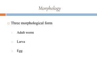 Morphology
 Three morphological form
1. Adult worm
2. Larva
3. Egg
 