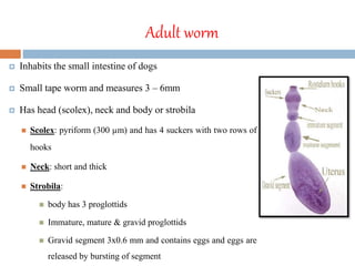 Adult worm
 Inhabits the small intestine of dogs
 Small tape worm and measures 3 – 6mm
 Has head (scolex), neck and body or strobila
 Scolex: pyriform (300 µm) and has 4 suckers with two rows of
hooks
 Neck: short and thick
 Strobila:
 body has 3 proglottids
 Immature, mature & gravid proglottids
 Gravid segment 3x0.6 mm and contains eggs and eggs are
released by bursting of segment
 