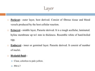 Layer
 Pericyst:- outer layer, host derived. Consist of fibrous tissue and blood
vessels produced by the host cellular reaction.
 Ectocyst:- middle layer, Parasite derived. It is a tough acellular, laminated.
hyline membrane up to1 mm in thickness. Resemble white of hard-boiled
egg.
 Endocyst:- inner or germinal layer. Parasite derived. It consist of number
of nuclei.
 Hydatid fluid:-
 Clear, colorless to pale yellow.
 PH 6.7
 