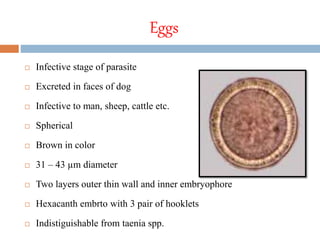 Eggs
 Infective stage of parasite
 Excreted in faces of dog
 Infective to man, sheep, cattle etc.
 Spherical
 Brown in color
 31 – 43 µm diameter
 Two layers outer thin wall and inner embryophore
 Hexacanth embrto with 3 pair of hooklets
 Indistiguishable from taenia spp.
 