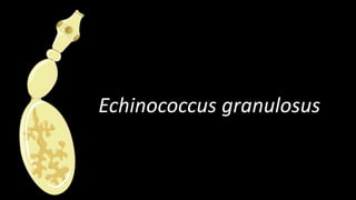 Echinococcus granulosus
 