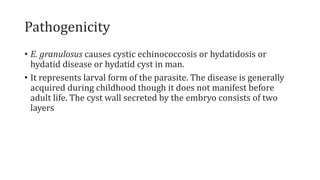 Pathogenicity
• E. granulosus causes cystic echinococcosis or hydatidosis or
hydatid disease or hydatid cyst in man.
• It represents larval form of the parasite. The disease is generally
acquired during childhood though it does not manifest before
adult life. The cyst wall secreted by the embryo consists of two
layers
 