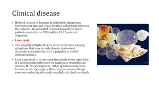 Clinical disease
• Hydatid disease in humans is potentially dangerous;
however, cyst size and organ location will greatly influence
the outcome. In untreated or in inadequately treated
patients mortality is> 90% within 10-15 years of
diagnosis.
• Liver cysts
• The majority of hydatid cysts occur in the liver, causing
symptoms that may include chronic abdominal
discomfort, occasionally with a palpable or visible
abdominal mass.
• Liver cysts tend to occur more frequently in the right lobe.
If a cyst becomes infected with bacteria, it resembles an
abscess. If the cyst ruptures, either spontaneously, from
trauma, or during surgery, there may be serious allergic
reactions including skin rash, anaphylactic shock, or death.
 