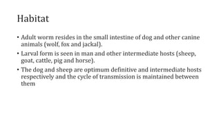 Habitat
• Adult worm resides in the small intestine of dog and other canine
animals (wolf, fox and jackal).
• Larval form is seen in man and other intermediate hosts (sheep,
goat, cattle, pig and horse).
• The dog and sheep are optimum definitive and intermediate hosts
respectively and the cycle of transmission is maintained between
them
 