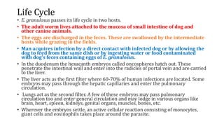 Life Cycle
• E. granulosus passes its life cycle in two hosts.
• The adult worm lives attached to the mucosa of small intestine of dog and
other canine animals.
• The eggs are discharged in the feces. These are swallowed by the intermediate
hosts while grazing in the fields.
• Man acquires infection by a direct contact with infected dog or by allowing the
dog to feed from the same dish or by ingesting water or food contaminated
with dog’s feces containing eggs of E. granulosus.
• In the duodenum the hexacanth embryos called oncospheres hatch out. These
penetrate the intestinal wall and enter into the radicles of portal vein and are carried
to the liver.
• The liver acts as the first filter where 60-70% of human infections are located. Some
embryos may pass through the hepatic capillaries and enter the pulmonary
circulation.
• Lungs act as the second filter. A few of these embryos may pass pulmonary
circulation too and enter general circulation and may lodge in various organs like
brain, heart, spleen, kidneys, genital organs, muscles, bones, etc.
• Wherever the embryos settle, an active cellular reaction consisting of monocytes,
giant cells and eosinophils takes place around the parasite.
 