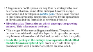 • A large number of the parasites may thus be destroyed by host
defense mechanism. Some of the embryos, however, escape
destruction and develop into hydatid cysts. The cellular reaction
in these cases gradually disappears, followed by the appearance
of fibroblasts and the formation of new blood vessels
• Fibroblasts lay fibrous tissue, which envelops the growing
embryo. This is known as peri-cyst.
• This merges With surrounding normal tissue. The parasite
derives its nutrition through this layer. In old cysts the peri-cyst
may become sclerosed or calcified and parasite within it may die.
• Inside the peri-cyst, the embryo develops into a fluid- filled
bladder known as hydatid cyst. From inner side of the cyst,
brood capsules with a number of scolices are developed.
 