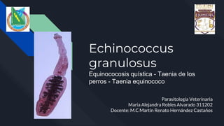 Echinococcus
granulosus
Equinococosis quística - Taenia de los
perros - Taenia equinococo
Parasitología Veterinaria
Maria Alejandra Robles Alvarado 311202
Docente: M.C Martin Renato Hernández Castaños
 