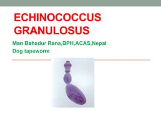 ECHINOCOCCUS
GRANULOSUS
Man Bahadur Rana,BPH,ACAS,Nepal
Dog tapeworm
 