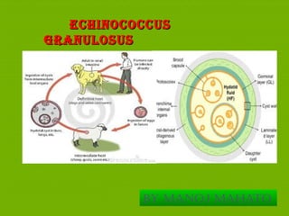 ECHINOCOCCUSECHINOCOCCUS
GRANULOSUSGRANULOSUS
By Manoj Mahato
 