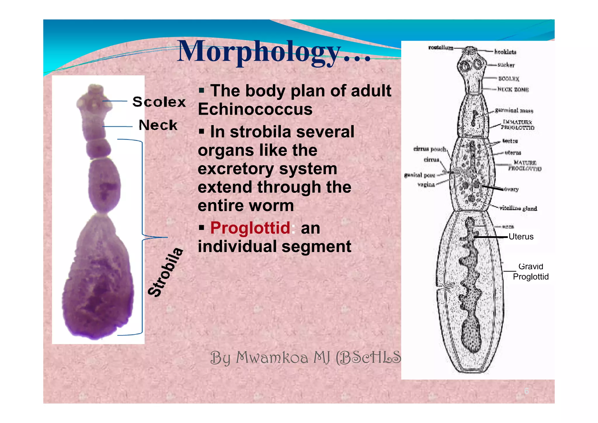 Echinococcus species | PDF