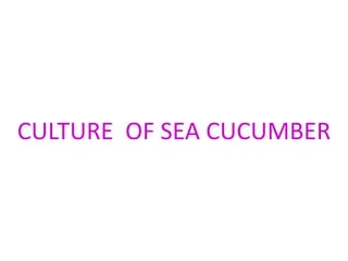 CULTURE OF SEA CUCUMBER
 