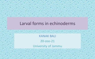 Larval forms in echinoderms
KANAK BALI
20-zoo-21
University of Jammu
 