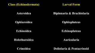 Echinoderm phylum echinodermata for bseb | PPTX