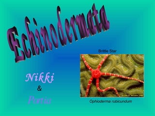 Nikki & Portia Echinodermata Ophioderma rubicundum   Brittle Star 