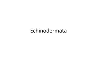 Echinodermata 