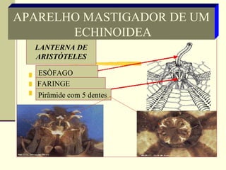 LANTERNA DE ARISTÓTELES ESÔFAGO  FARINGE  Pirâmide com 5 dentes  APARELHO MASTIGADOR DE UM ECHINOIDEA 