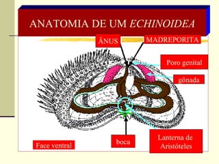 ANATOMIA DE UM  ECHINOIDEA ÂNUS MADREPORITA Poro genital gônada boca Lanterna de  Aristóteles Face ventral 