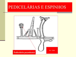 PEDICELÁRIAS E ESPINHOS Pedicelária peçonhenta 06 / 2006 