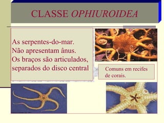CLASSE  OPHIUROIDEA As serpentes-do-mar. Não apresentam ânus. Os braços são articulados,  separados do disco central .   Comuns em recifes de corais.   