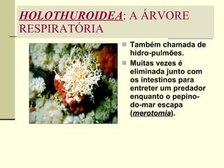HOLOTHUROIDEA : A ÁRVORE RESPIRATÓRIA Também chamada de hidro-pulmões. Muitas vezes é eliminada junto com os intestinos para entreter um predador enquanto o pepino-do-mar escapa ( merotomia ). 