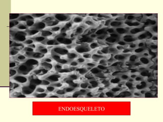 ENDOESQUELETO 