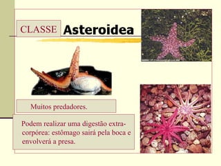 CLASSE Muitos predadores.   Podem realizar uma digestão extra- corpórea: estômago sairá pela boca e envolverá a presa.   