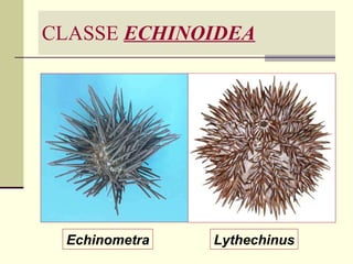 CLASSE  ECHINOIDEA Echinometra Lythechinus 