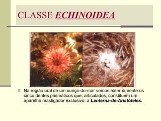 CLASSE  ECHINOIDEA Na região oral de um ouriço-do-mar vemos externamente os cinco dentes prismáticos que, articulados, constituem um aparelho mastigador exclusivo: a  Lanterna-de-Aristóteles. 