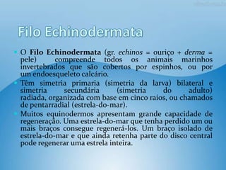  O Filo Echinodermata (gr. echinos = ouriço + derma =
  pele)      compreende todos os animais marinhos
  invertebrados que são cobertos por espinhos, ou por
  um endoesqueleto calcário.
 Têm simetria primaria (simetria da larva) bilateral e
  simetria     secundária      (simetria    do      adulto)
  radiada, organizada com base em cinco raios, ou chamados
  de pentarradial (estrela-do-mar).
 Muitos equinodermos apresentam grande capacidade de
  regeneração. Uma estrela-do-mar que tenha perdido um ou
  mais braços consegue regenerá-los. Um braço isolado de
  estrela-do-mar e que ainda retenha parte do disco central
  pode regenerar uma estrela inteira.
 