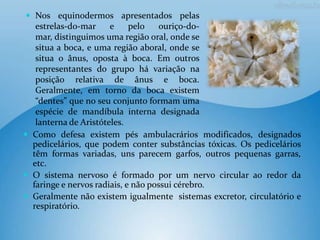  Nos equinodermos apresentados pelas
   estrelas-do-mar     e     pelo    ouriço-do-
   mar, distinguimos uma região oral, onde se
   situa a boca, e uma região aboral, onde se
   situa o ânus, oposta à boca. Em outros
   representantes do grupo há variação na
   posição relativa de ânus e boca.
   Geralmente, em torno da boca existem
   “dentes” que no seu conjunto formam uma
   espécie de mandíbula interna designada
   lanterna de Aristóteles.
 Como defesa existem pés ambulacrários modificados, designados
  pedicelários, que podem conter substâncias tóxicas. Os pedicelários
  têm formas variadas, uns parecem garfos, outros pequenas garras,
  etc.
 O sistema nervoso é formado por um nervo circular ao redor da
  faringe e nervos radiais, e não possui cérebro.
 Geralmente não existem igualmente sistemas excretor, circulatório e
  respiratório.
 