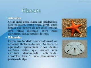 Os animais dessa classe são predadores.
Eles possuem, como regra geral, cinco
braços que partem de um disco central,
sem nítida distinção entre essas
estruturas. São as estrelas-do-mar.

Corpo arredondado (ouriço-do-mar) ou
achatado (bolacha-do-mar). Na boca, os
equinóides apresentam cinco dentes
calcários fortes, que formam uma
estrutura denominada lanterna-de-
aritóteles. Esta é usada para arrancar
pedaços de alga.
 